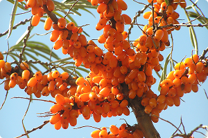 Seabuckthorn
