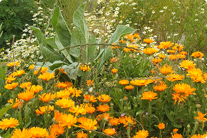 Calendula
